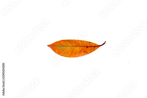 オレンジ色に紅葉した落葉