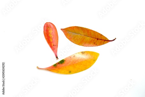 オレンジ色に紅葉した落葉
