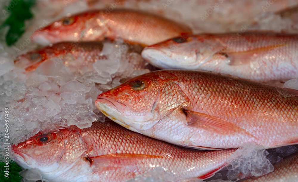 Fototapeta premium Raw snapper on ice. Raw fish head closeup. Raw seafood with scales. Raw snapper texture.