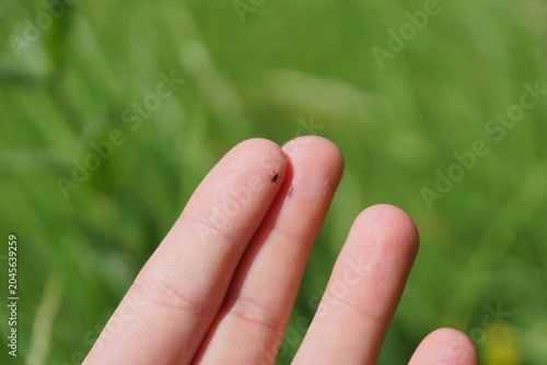 Fotografia Close-up of a dangerous parasitic ixodes tick crawling on a human finger outdoor