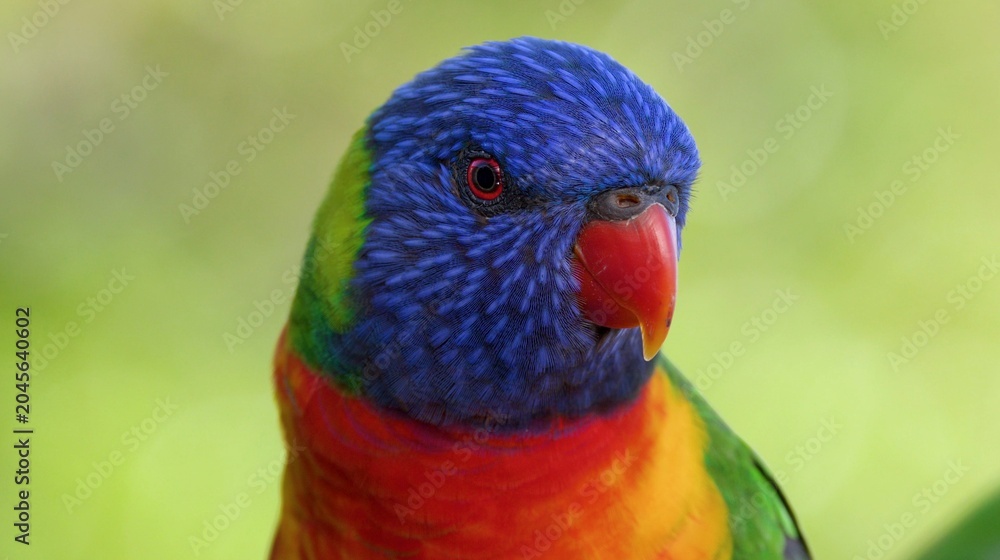 Naklejka premium Close-up Portrait of a Colorful Rainbow Lorikeet in Gold Coast Australia