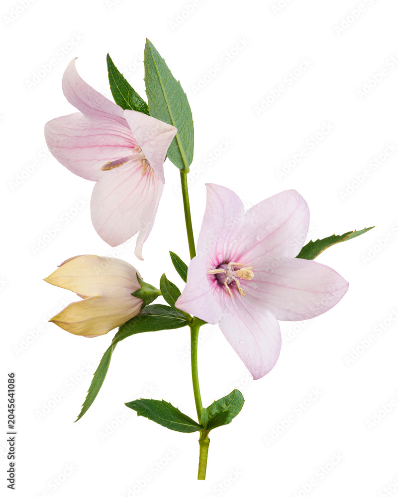 Naklejka premium Pink balloon flower isolated on transparent background with clipping path. Detailed petals and green leaves, ideal for botanical design, herbal concept, decoration and natural use.