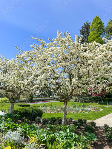 Blooming crabapple trees in spring garden