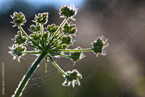 Obraz na płótnie Wilde Möhre (Daucus carota)
