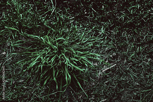 Ecology in dark.Thickets of poisonous green grass