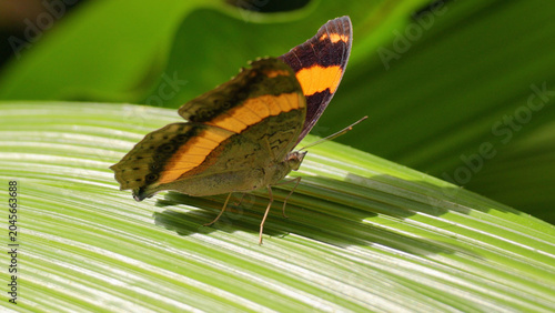 Photos Macro View of an Orange and Brown Butterfly on Green Leaf