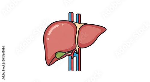 Human Liver Anatomy Medical Illustration.