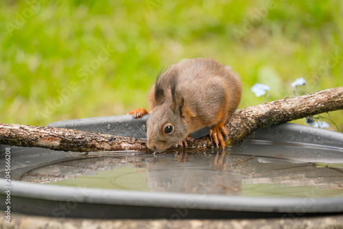 Ein Eichhörnchen an einer Wasserstelle
