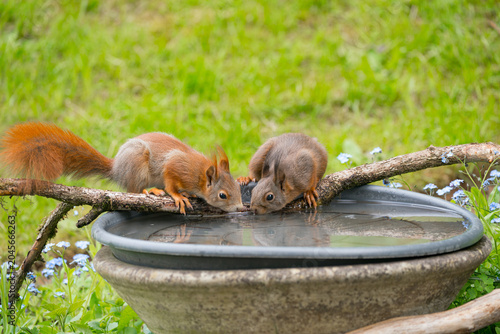 Zwei Eichhörnchen an einer Wasserstelle