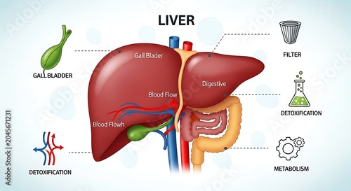 Human Liver Anatomy and Function Diagram.