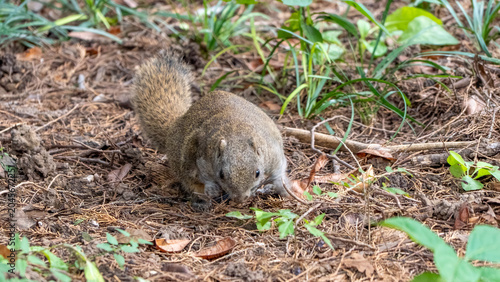 Photography High-definition photography of wild squirrels in their natural ecology and outdoor animals