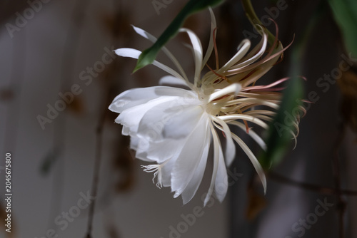 Side view of a Queen of the Night cactus flower unfolding luminous white petals during its brief nocturnal bloom revealing elegant botanical structures and rare beauty.