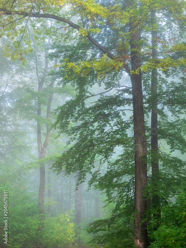 Detail of old foggy beech forest in early autum