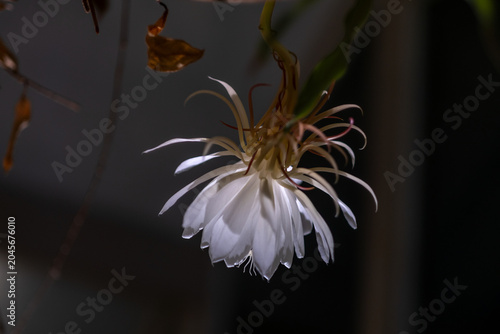 A single Queen of the Night flower hangs gracefully in darkness with white petals and delicate filaments creating a rare nocturnal bloom against a deep background