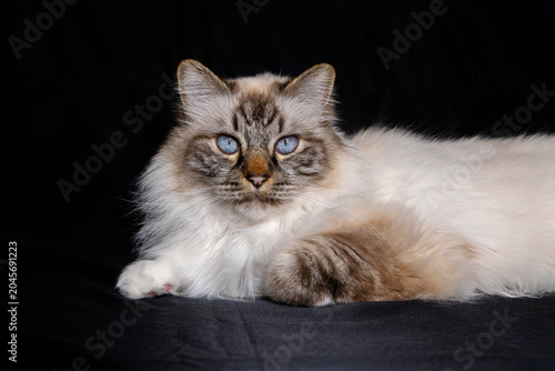 Photos Chat - Sacré de Birmanie