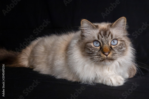 Tableau sur toile Chat - Sacré de Birmanie