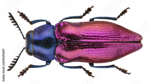 Fotografía Iridescent metallic jewel beetle with blue head and pink body