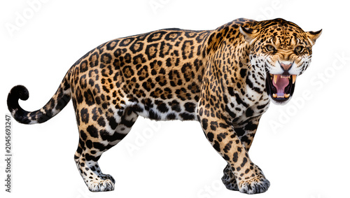 Jaguar roaring with mouth open, showing teeth and tongue