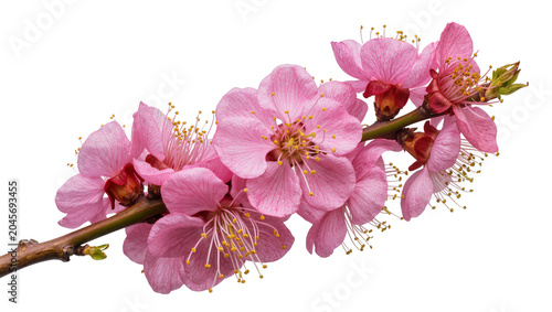 Foto Pink cherry blossom branch with delicate petals and yellow stamens