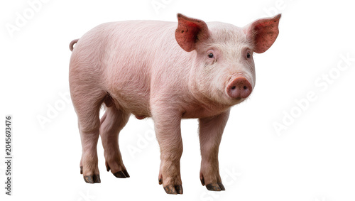 Pink piglet standing full body view, facing forward