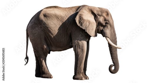Foto African elephant with tusks and curled trunk