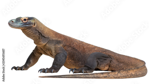 Foto Komodo dragon reptile with scaly brown skin and sharp claws