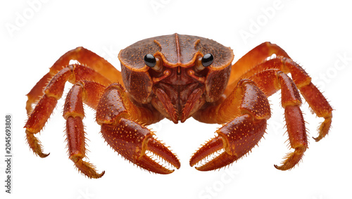 Fotografia Red crab with large claws and spiky legs on white