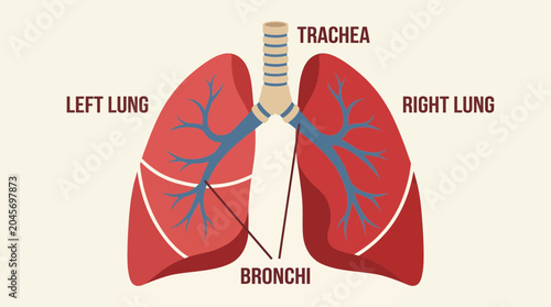Bild auf Leinwand Respiratory System Lung and Bronchi Structure