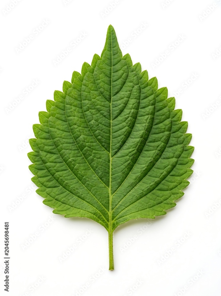 Fototapeta premium A single fresh perilla leaf on a white background