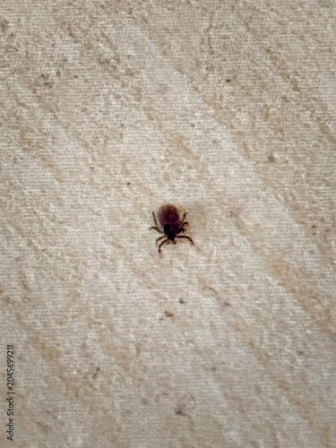 Fotografie Tiny Tick Crawling On Surface
