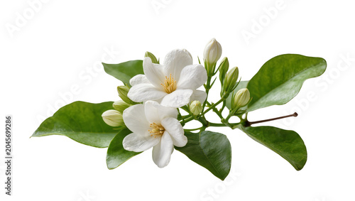 Fotografie White jasmine flowers and buds on green leaves branch