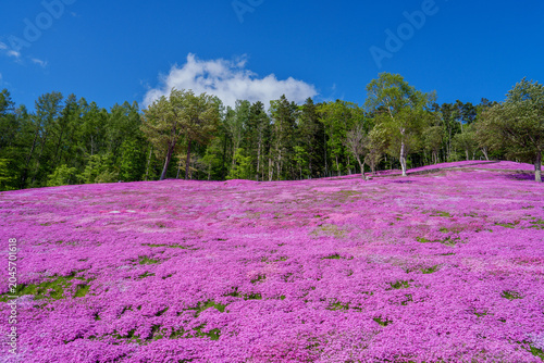 Vast hill covered with pink moss phlox (Shibazakura) under blue sky in Hokkaido, Japan