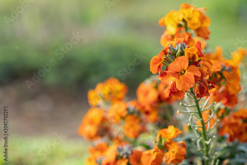 Photos Orange wallflower (Erysimum cheiri)