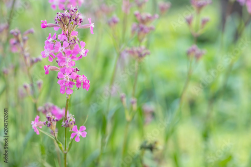 Sticky catchfly (Lychnis viscaria or Viscaria vulgaris). Space for your text. Ideal for publications in magazines for sustainable gardening or botany magazines.