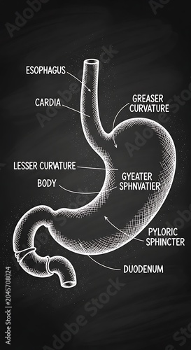 Human stomach anatomy diagram labeled.
