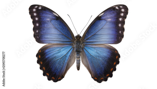 Obraz na płótnie Blue Morpho Butterfly with Iridescent Wings and Orange Spots
