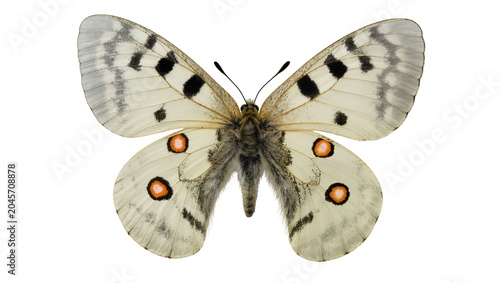 Slika na platnu Pale yellow butterfly with black spots and orange eye spots