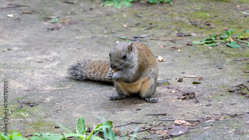 close-up of an adorable gray squirrel in a city park eating.