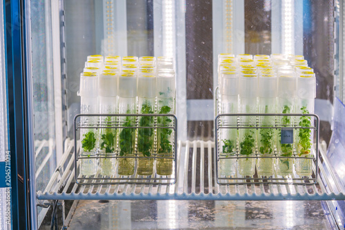 Plant culture. Plants in culture inside test tubes.植物の培養。試験管に入った培養中の植物。