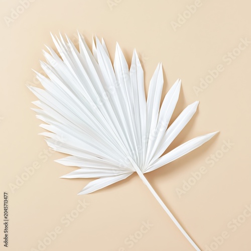 Palm Leaf Placed on a Light Background Showing Fine Details of Nature