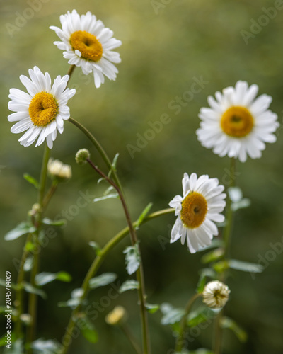 Obraz na płótnie Nahaufnahme weißer Margeriten mit weichem Bokeh im Sommergarten