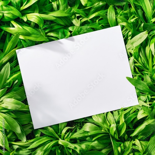 Blank Paper on Green Leaves in Natural Setting During Daylight Hours