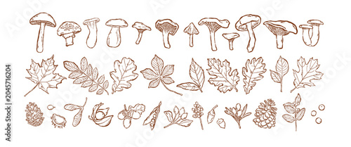 Bild auf Leinwand Hand drawn autumn leaves, forest mushrooms and berries illustration set