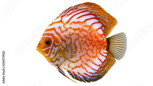 Schilderij op canvas Orange and white striped discus fish