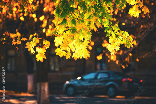 Autumn Maple Leaves City Street Bokeh