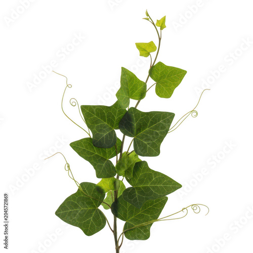 Fresh green ivy vine branch with curling tendrils and detailed leaves isolated for botanical decoration and natural isolated on a transparent background
