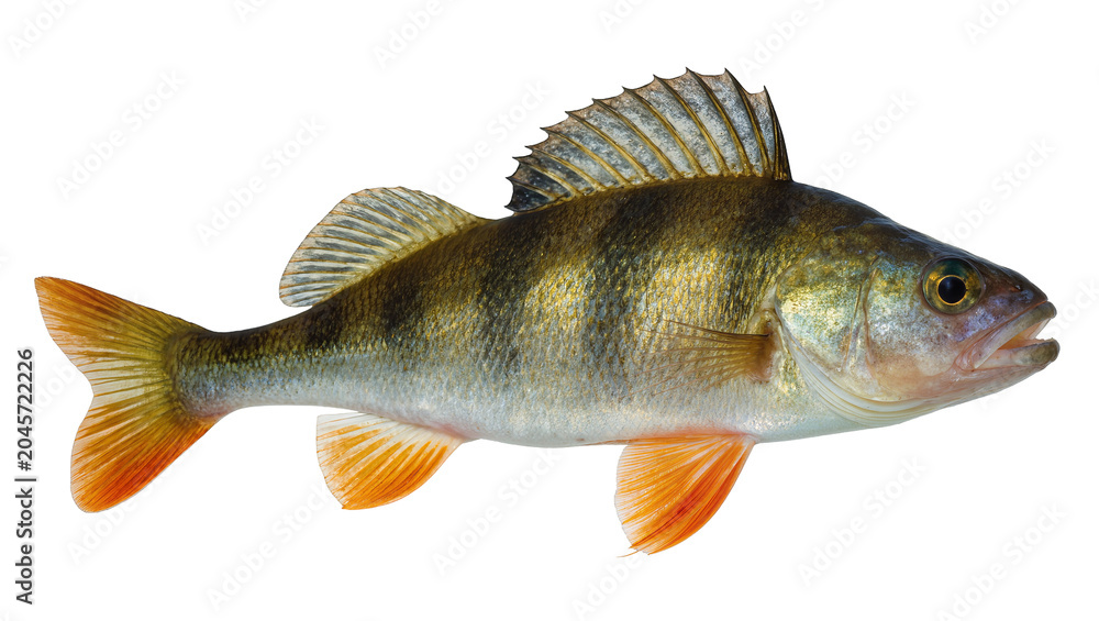 Obraz premium European Perch fish with orange fins and dark stripes