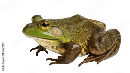 Foto Green bullfrog with yellow eyes and patterned skin