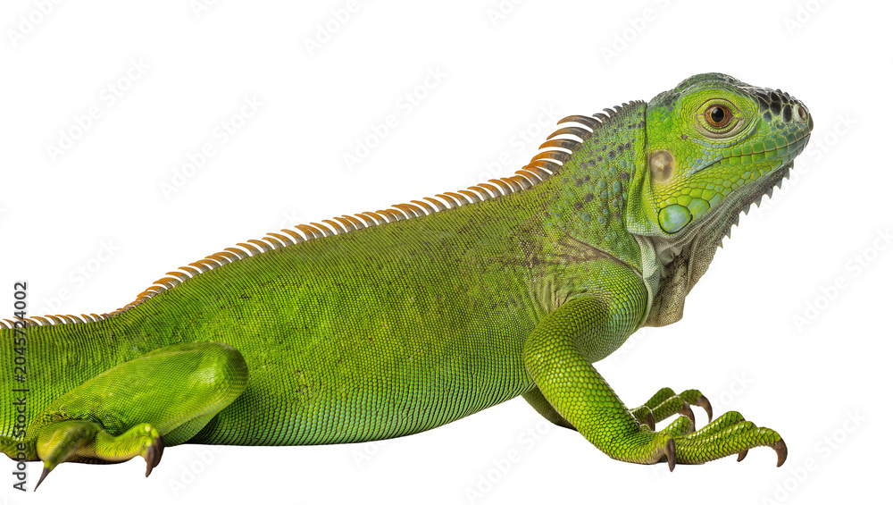 Naklejka premium Green iguana reptile with spiny crest on back
