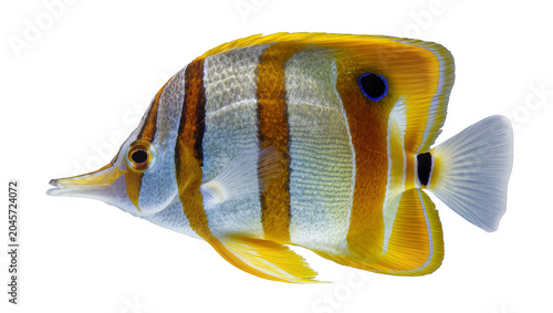 Φωτογραφία Orange and white striped butterflyfish with blue eye spot